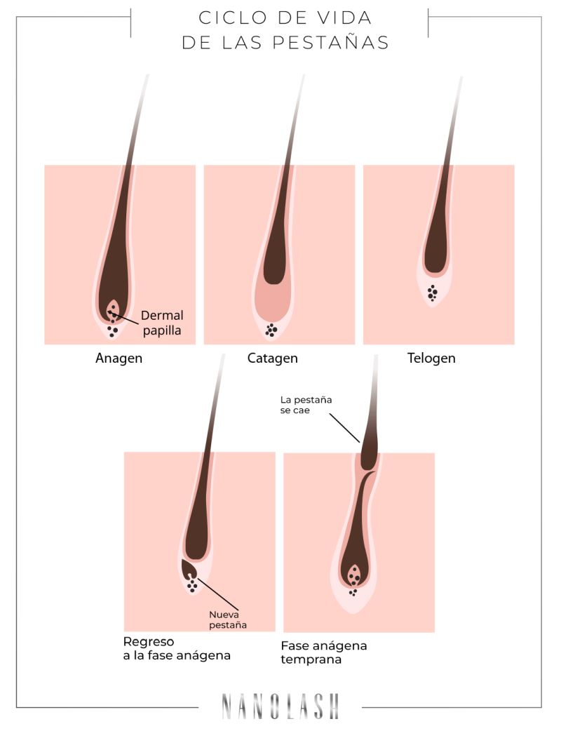 De qué están hechas las pestañas